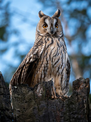 Long-eared owl (Asio otus) sitting on the tree. Beautiful owl with orange eyes on the dry tree in forest. Long eared owl portrait.