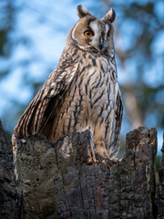 Long-eared owl (Asio otus) sitting on the tree. Beautiful owl with orange eyes on the dry tree in forest. Long eared owl portrait.