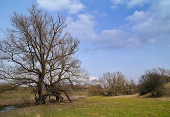 Obraz premium tree in the field