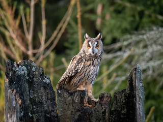 Long-eared owl (Asio otus) sitting on the tree. Beautiful owl with orange eyes on the dry tree in forest. Long eared owl portrait.