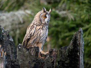 Long-eared owl (Asio otus) sitting on the tree. Beautiful owl with orange eyes on the dry tree in forest. Long eared owl portrait.