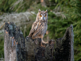 Long-eared owl (Asio otus) sitting on the tree. Beautiful owl with orange eyes on the dry tree in forest. Long eared owl portrait.