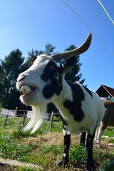 Ziegenbock