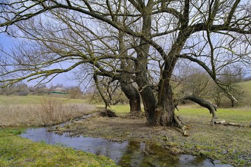 tree on the lake
