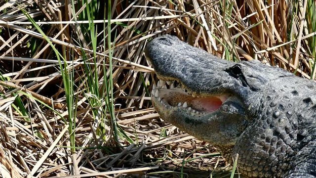 Two American alligators sunning in mud of marsh at Port Aransas, Texas Nature Preserve.