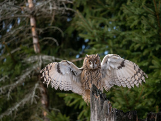 Long-eared owl (Asio otus) landing on the dry tree. Beautiful owl with orange eyes on the tree in forest. Long eared owl flying.