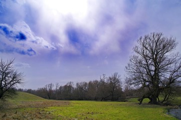tree in the field