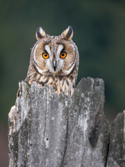 Long-eared owl (Asio otus) sitting on the tree. Beautiful owl with orange eyes on the dry tree in forest. Long eared owl portrait.