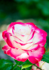 Flower with unfocused background