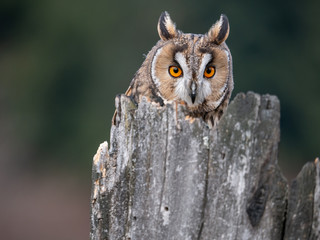 Long-eared owl (Asio otus) sitting on the tree. Beautiful owl with orange eyes on the dry tree in forest. Long eared owl portrait.