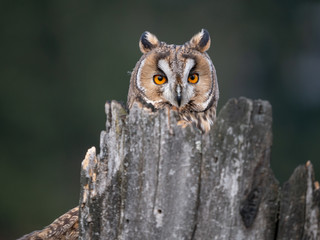 Long-eared owl (Asio otus) sitting on the tree. Beautiful owl with orange eyes on the dry tree in forest. Long eared owl portrait.