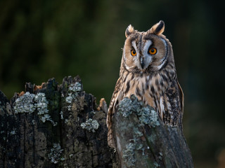 Long-eared owl (Asio otus) sitting on the tree. Beautiful owl with orange eyes on the dry tree in forest. Long eared owl portrait.