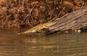 Crocodile in the Gambia River in Senegal, West Africa