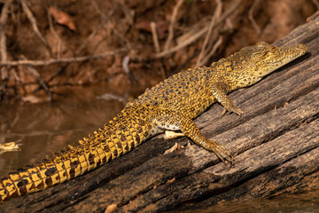Crocodile in the Gambia River in Senegal, West Africa