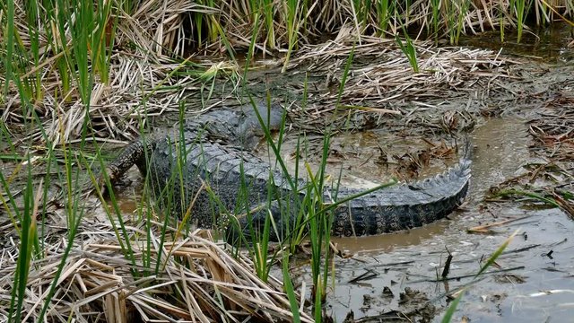 An American alligator crawling in mud of marsh at Port Aransas, Texas Nature Preserve.