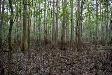 Obraz premium Congaree National Park, South Carolina