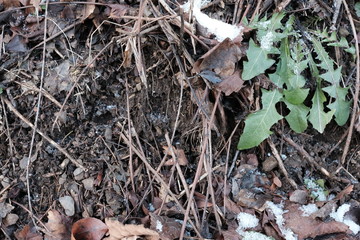 Nature Green and Frosted Environment with a cowflower