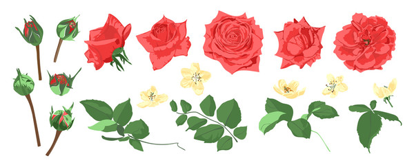 Wedding Card Invite Design, Vector Roses.