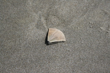 Seastar Beach NZ