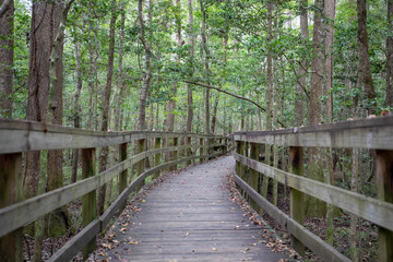 Obraz premium Congaree National Park, South Carolina