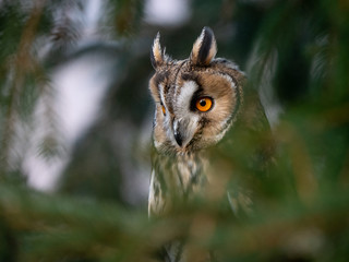 Long-eared owl (Asio otus) sitting on the tree. Beautiful owl with orange eyes on the tree in forest. Long eared owl portrait.