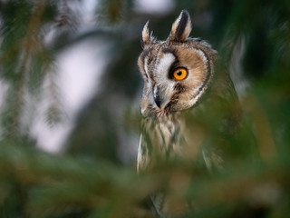 Long-eared owl (Asio otus) sitting on the tree. Beautiful owl with orange eyes on the tree in forest. Long eared owl portrait.