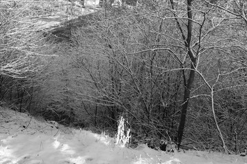 Steep Hill Mountain Forest Winter Landscpae with Snow