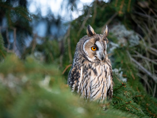 Long-eared owl (Asio otus) sitting on the tree. Beautiful owl with orange eyes on the tree in forest. Long eared owl portrait.
