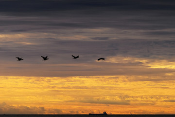 Cormorants Phalacrocorax carbo silhouettes flying against the dramatic cloudy sky at sunset. Birds migration conception. Pomerania, northern Poland.