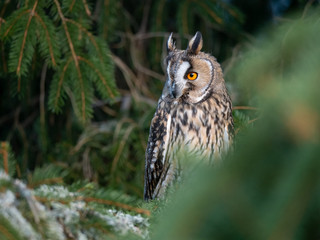 Long-eared owl (Asio otus) sitting on the tree. Beautiful owl with orange eyes on the tree in forest. Long eared owl portrait.