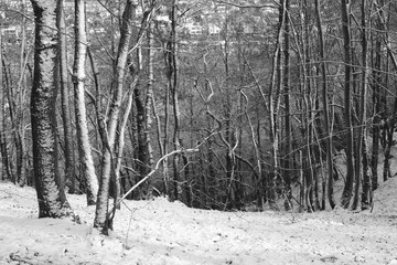 Winter Season Forest and Snow