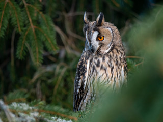 Long-eared owl (Asio otus) sitting on the tree. Beautiful owl with orange eyes on the tree in forest. Long eared owl portrait.