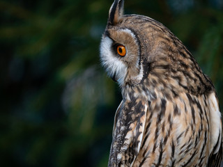 Long-eared owl (Asio otus) sitting on the tree. Beautiful owl with orange eyes on the tree in forest. Long eared owl portrait.