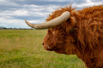 Side profile of a large ginger highland bull in a field in Canterbury, New Zealand