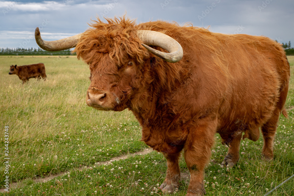 Wall mural The big ginger highland bull in a field with his herd in Canterbury, New Zealand