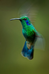 Lesser Violetear - Colibri cyanotus - mountain violet-ear, metallic green hummingbird species commonly found from Costa Rica to northern South America