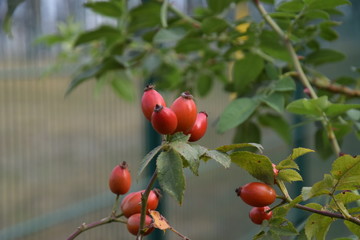 rosehips