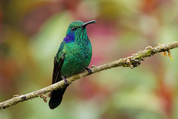 Lesser Violetear - Colibri cyanotus - mountain violet-ear, metallic green hummingbird species commonly found from Costa Rica to northern South America