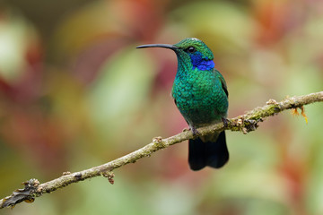 Lesser Violetear - Colibri cyanotus - mountain violet-ear, metallic green hummingbird species commonly found from Costa Rica to northern South America