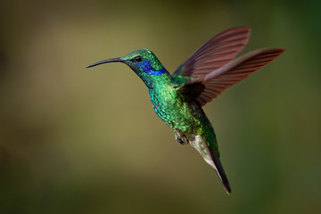 Fototapeta na wymiar Lesser Violetear - Colibri cyanotus - mountain violet-ear, metallic green hummingbird species commonly found from Costa Rica to northern South America