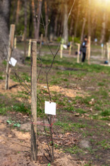 Earth day. seedling by volunteer. Struggle against trash litter 