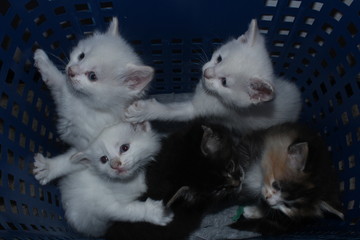Cesta felina