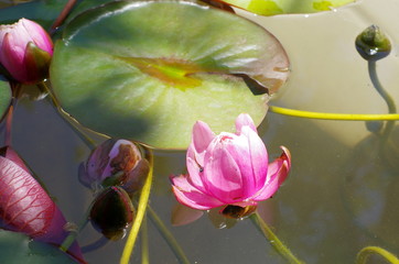 Pink water lily  in a pond. Lotus flower. Nymphaea