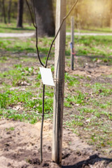 Earth day. seedling by volunteer. Struggle against trash litter 