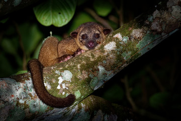 Kinkajou - Potos flavus, rainforest mammal of the family Procyonidae related to olingos, coatis, raccoons, and the ringtail and cacomistle