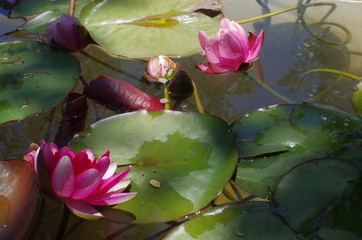 Pink water lily  in a pond. Lotus flower. Nymphaea