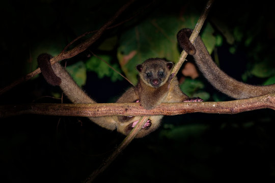 Kinkajou - Potos flavus, rainforest mammal of the family Procyonidae related to olingos, coatis, raccoons, and the ringtail and cacomistle