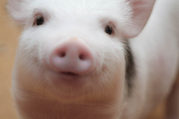 piggy close-up. portrait of a cute pig. Piglet is smiling