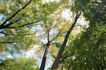  Trees in the fall. Beautiful view from below.