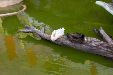 Beruwala, Sri Lanka - December 17, 2018: Kande Viharaya Temple